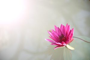 Online Lotus App Download: Step-by-Step Guide for India (2027)